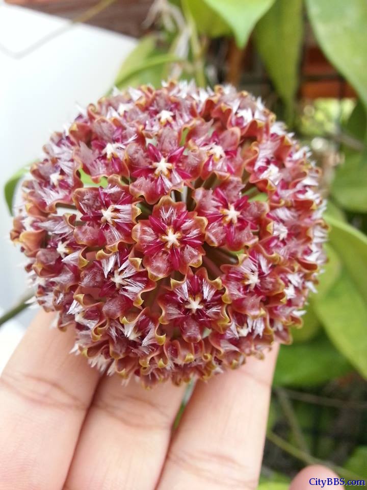 清迈旅游风情_Chiang Mai Travel 清迈旅游风情_Chiang Mai Travel